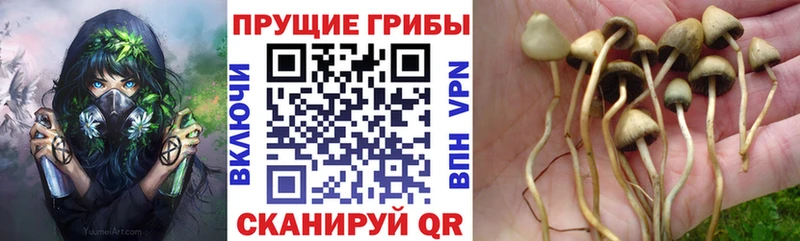 дарк нет официальный сайт  Алагир  Псилоцибиновые грибы Cubensis 